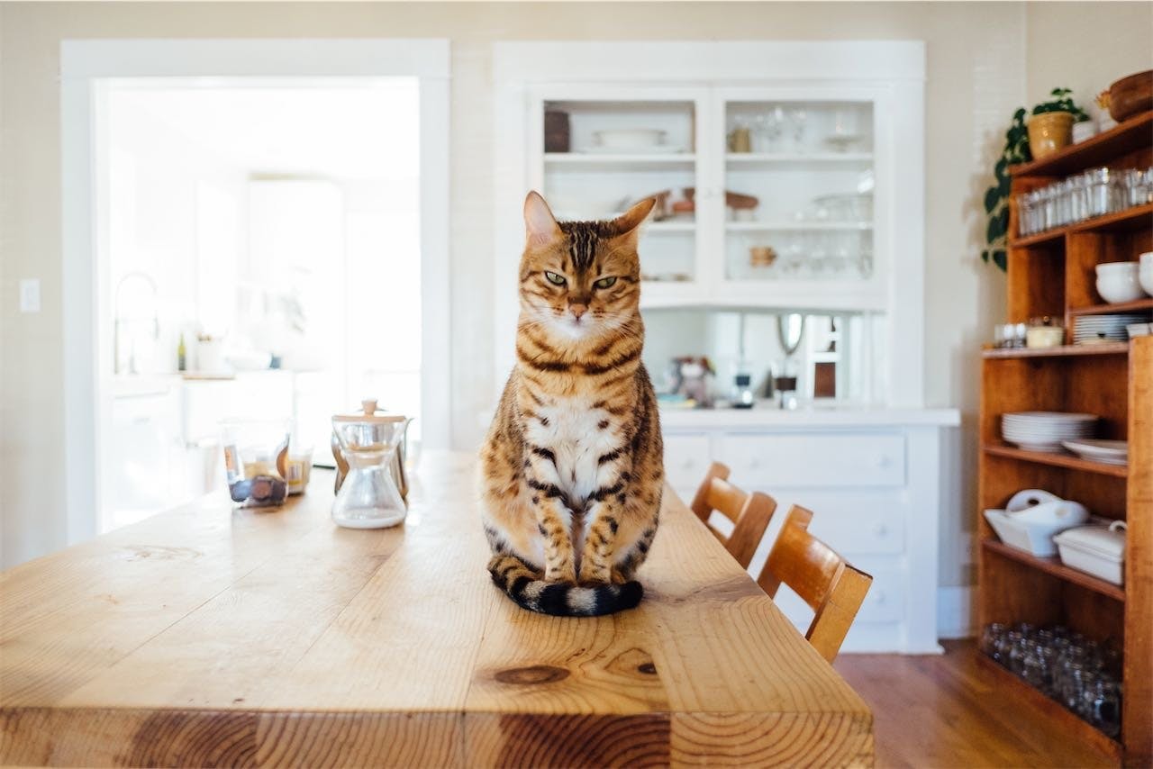 Katze auf Küchentisch